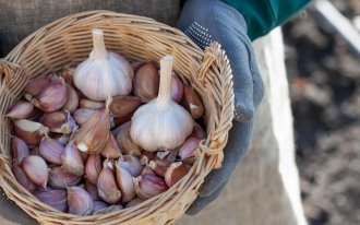 Почему желтеют перья лука и чеснока весной: опытные огородники назвали причины и их решение